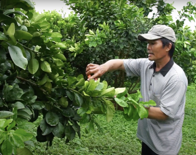 Kinh nghiệm trồng bưởi năng suất cao của nông dân giỏi tỉnh An Giang