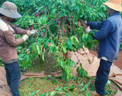 Giá cà phê hôm nay 7/12: Cao nhất đạt 32.100 đồng/kg