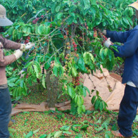 Giá cà phê hôm nay 7/12: Cao nhất đạt 32.100 đồng/kg