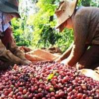 Giá cà phê hôm nay 8/12: Đồng loạt giảm 