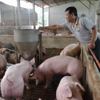 Giá heo hơi hôm nay 8/12: Giảm nhẹ, cao nhất đạt 71.000 đồng/kg