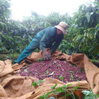 Giá cà phê hôm nay 10/12: Trong nước và thế giới đồng loạt giảm