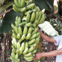 Hà Nội mở đường cho chuối xuất khẩu