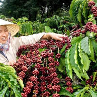 Giá cà phê hôm nay 14/12: Giảm nhẹ, cao nhất đạt 33.000 đồng/kg