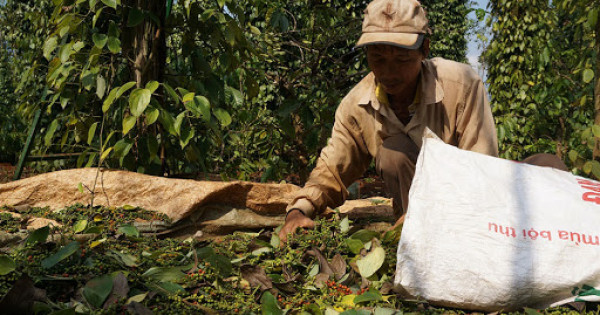 Giá tiêu hôm nay 15/12: Dao động từ 55.500 - 58.000 đồng/kg