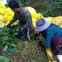 Giá cà phê hôm nay 15/12: Trong nước và thế giới đồng loạt tăng