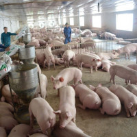 Giá heo hơi hôm nay 16/12: Tăng nhẹ, cao nhất đạt 73.000 đồng/kg