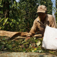 Giá tiêu hôm nay 15/12: Dao động từ 55.500 - 58.000 đồng/kg