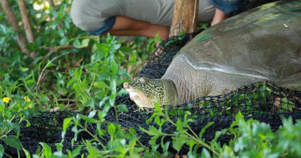 Cận cảnh cá thể rùa Hoàn Kiếm bắt được tại hồ Đồng Mô