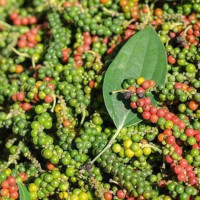 Giá tiêu hôm nay 19/12: Tiếp tục giảm, cao nhất đạt 56.500 đồng/kg