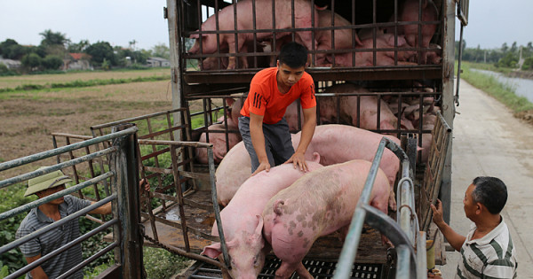 Giá heo hơi hôm nay 21/12: Có nơi tăng 1.000 - 2.000 đồng/kg