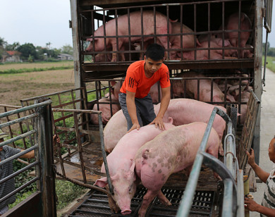 Giá heo hơi hôm nay 21/12: Có nơi tăng 1.000 - 2.000 đồng/kg