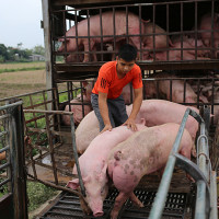 Giá heo hơi hôm nay 21/12: Có nơi tăng 1.000 - 2.000 đồng/kg