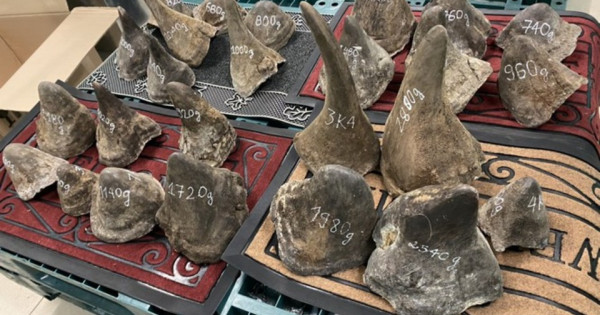 Bắt lô hàng 93kg nghi sừng tê giác ở khu vực Tân Sơn Nhất