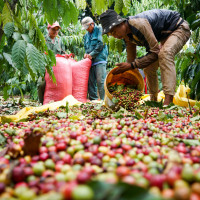 Giá cà phê hôm nay 22/12: Dao động từ 32.300 - 33.000 đồng/kg