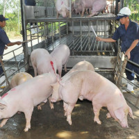 Giá heo hơi hôm nay 25/12: Nhập hơn 300.000 con heo Thái Lan để hạ nhiệt giá trong nước