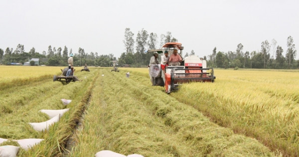 Đến năm 2030 Việt Nam vẫn giữ ổn định 3,5 triệu ha đất lúa