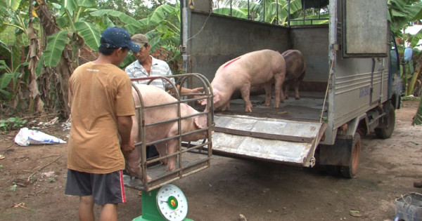 Giá heo hơi hôm nay 26/12: Tăng mạnh 5.000 đồng/kg