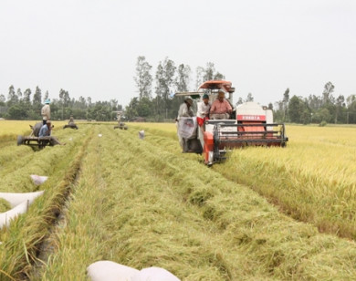 Đến năm 2030 Việt Nam vẫn giữ ổn định 3,5 triệu ha đất lúa