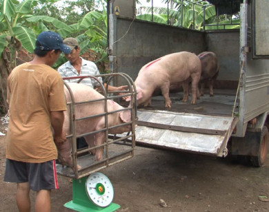 Giá heo hơi hôm nay 26/12: Tăng mạnh 5.000 đồng/kg