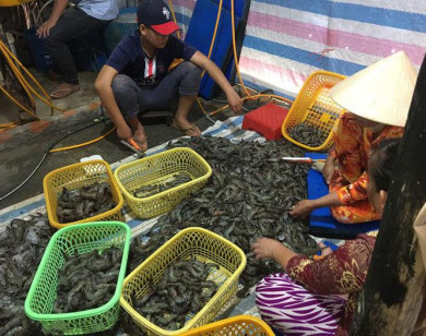 Kiên Giang: Phát hiện cơ sở bơm tạp chất vào tôm nguyên liệu