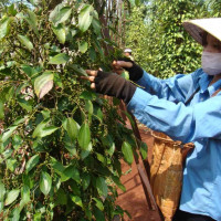 Giá tiêu hôm nay 28/12: Dự báo giá tiêu tăng mạnh