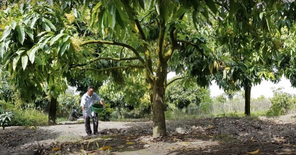 Làm thế nào để xoài cho năng suất vượt trội liên tục nhiều vụ?