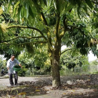 Làm thế nào để xoài cho năng suất vượt trội liên tục nhiều vụ?