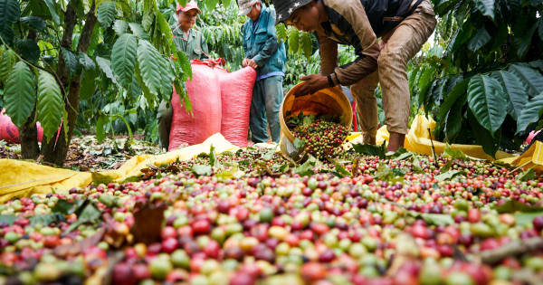 Giá cà phê hôm nay 30/12: Cao nhất đạt 33.100 đồng/kg