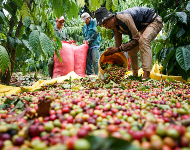 Giá cà phê hôm nay 30/12: Cao nhất đạt 33.100 đồng/kg