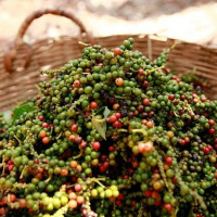 Giá tiêu hôm nay 4/1: Có nơi giảm 500 đồng/kg