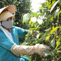 Giá tiêu hôm nay 5/1: Cao nhất đạt 54.500 đồng/kg