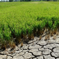 Cảnh báo hạn mặn ở ĐBSCL trong dịp Tết Nguyên đán Tân Sửu