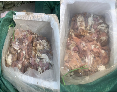 Tiêu hủy hơn 3,5 tấn thịt lợn bốc mùi hôi thối ở Nghệ An