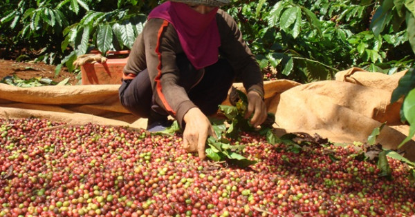 Giá nông sản hôm nay 16/1: Cà phê tăng trở lại, hồ tiêu giảm nhẹ 500 đồng/kg