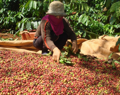 Giá nông sản hôm nay 16/1: Cà phê tăng trở lại, hồ tiêu giảm nhẹ 500 đồng/kg