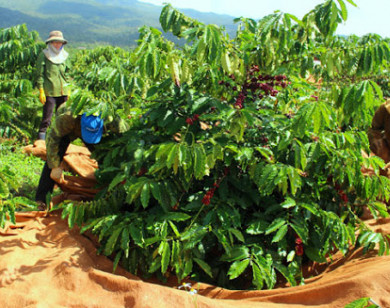 Giá nông sản hôm nay 20/1: Cà phê tăng trở lại, hồ tiêu cao nhất đạt 53.000 đồng/kg