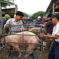 Giá heo hơi hôm nay 21/1: Hai miền Bắc - Nam tiếp tục tăng