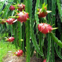 Nông dân Bình Thuận, Long An lo ''mất'' Tết vì thanh long rớt giá