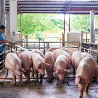 Giá heo hơi hôm nay 25/1: Cao nhất đạt 87.000 đồng/kg