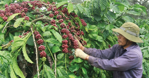 Giá nông sản hôm nay 27/1: Cà phê tăng trở lại, hồ tiêu đi ngang