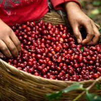 Giá nông sản hôm nay 28/1: Cà phê đi ngang, tiêu cao nhất đạt 53.000 đồng/kg