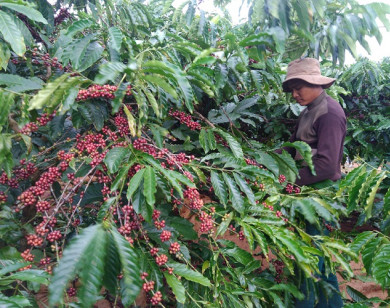 Giá nông sản hôm nay 29/1: Cà phê đồng loạt giảm 200 đồng/kg, tiêu đi ngang