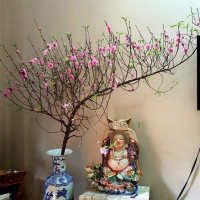 Đào huyền tăng giá từng ngày dịp Tết Tân Sửu