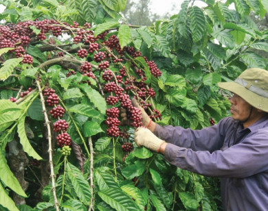 Giá nông sản hôm nay 5/2: Cà phê tiếp tục tăng, tiêu cao nhất đạt 53.000 đồng/kg