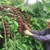 Giá nông sản hôm nay 5/2: Cà phê tiếp tục tăng, tiêu cao nhất đạt 53.000 đồng/kg