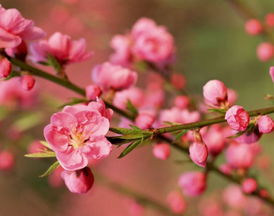 6 loại hoa nên đặt trên bàn thờ ngày Tết để thu hút tài lộc