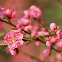 6 loại hoa nên đặt trên bàn thờ ngày Tết để thu hút tài lộc