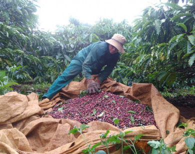 Giá nông sản hôm nay 16/2: Cà phê đồng loạt giảm, tiêu cao nhất đạt 53.000 đồng/kg