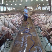 Giá heo hơi hôm nay 19/2/2021: Cả 3 miền tiếp tục giảm 